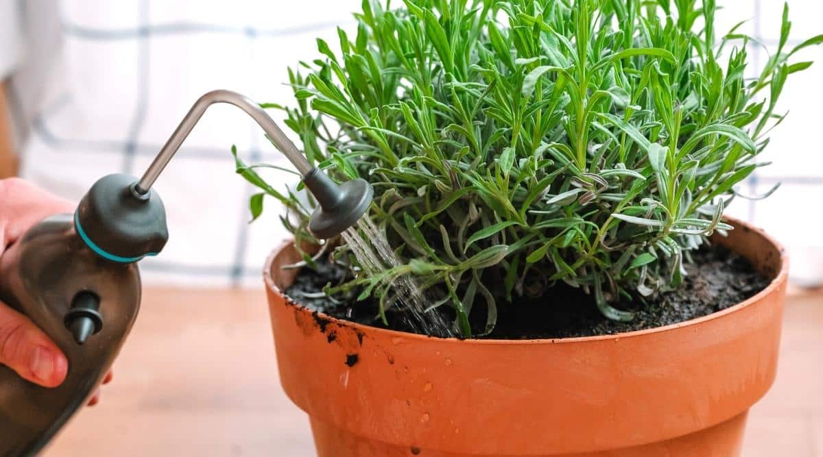 5 Lọai cây đuổi muỗi dễ trồng giúp lọc không khí trong nhà hiệu quả - Ảnh 2. 5 Lọai cây đuổi muỗi dễ trồng giúp lọc không khí trong nhà hiệu quả - Ảnh 2.