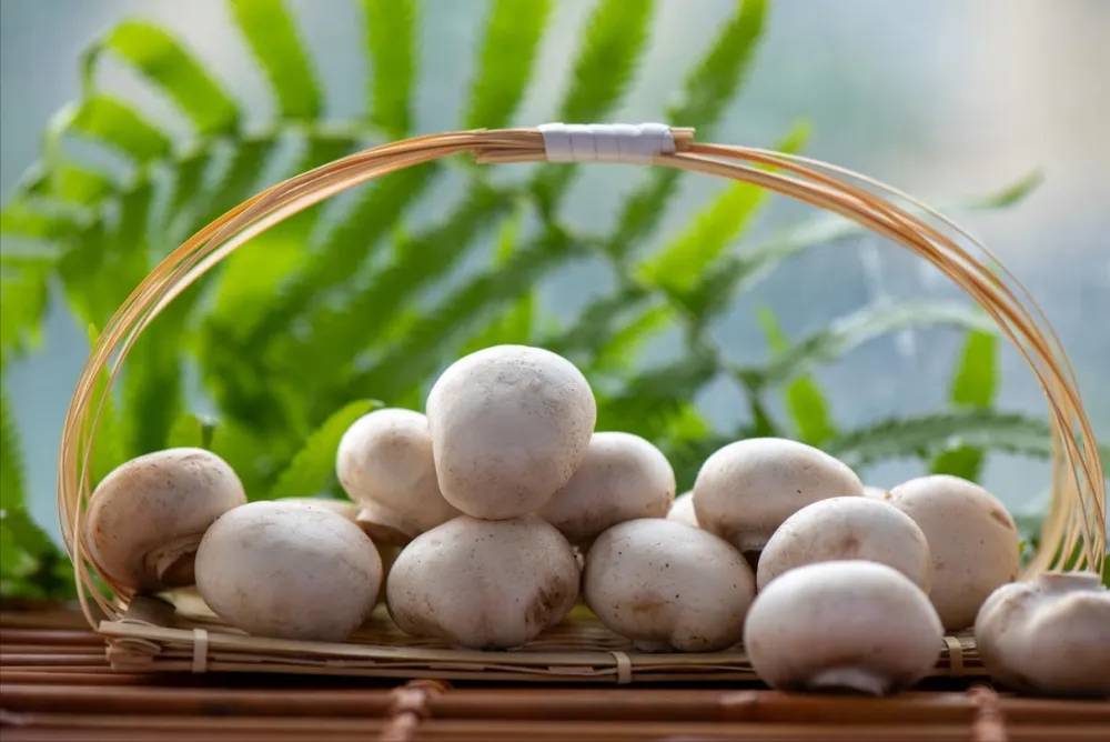 Người trung niên ăn nấm cách ngày chân tay sẽ khỏe, tràn đầy năng lượng suốt mùa đông - Ảnh 3.