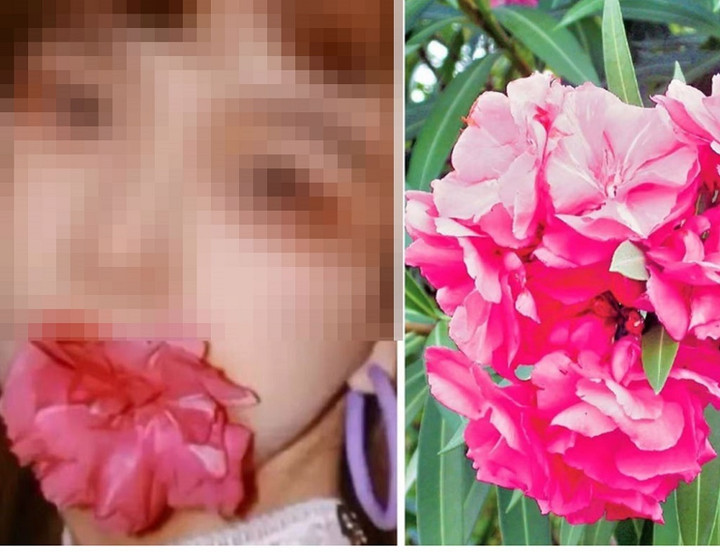 Bốn lọai hoa có độc nhưng vẫn được yêu thích và trồng trong nhà - Ảnh 1. Bốn lọai hoa có độc nhưng vẫn được yêu thích và trồng trong nhà - Ảnh 1.