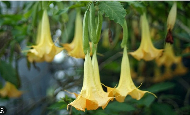 Bốn lọai hoa có độc nhưng vẫn được yêu thích và trồng trong nhà - Ảnh 2. Bốn lọai hoa có độc nhưng vẫn được yêu thích và trồng trong nhà - Ảnh 2.