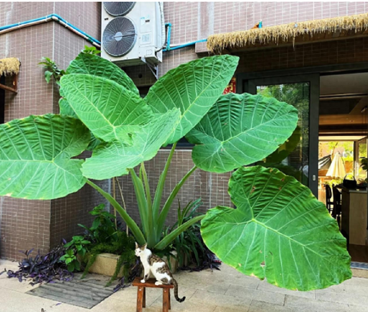 Bốn lọai hoa có độc nhưng vẫn được yêu thích và trồng trong nhà - Ảnh 3. Bốn lọai hoa có độc nhưng vẫn được yêu thích và trồng trong nhà - Ảnh 3.