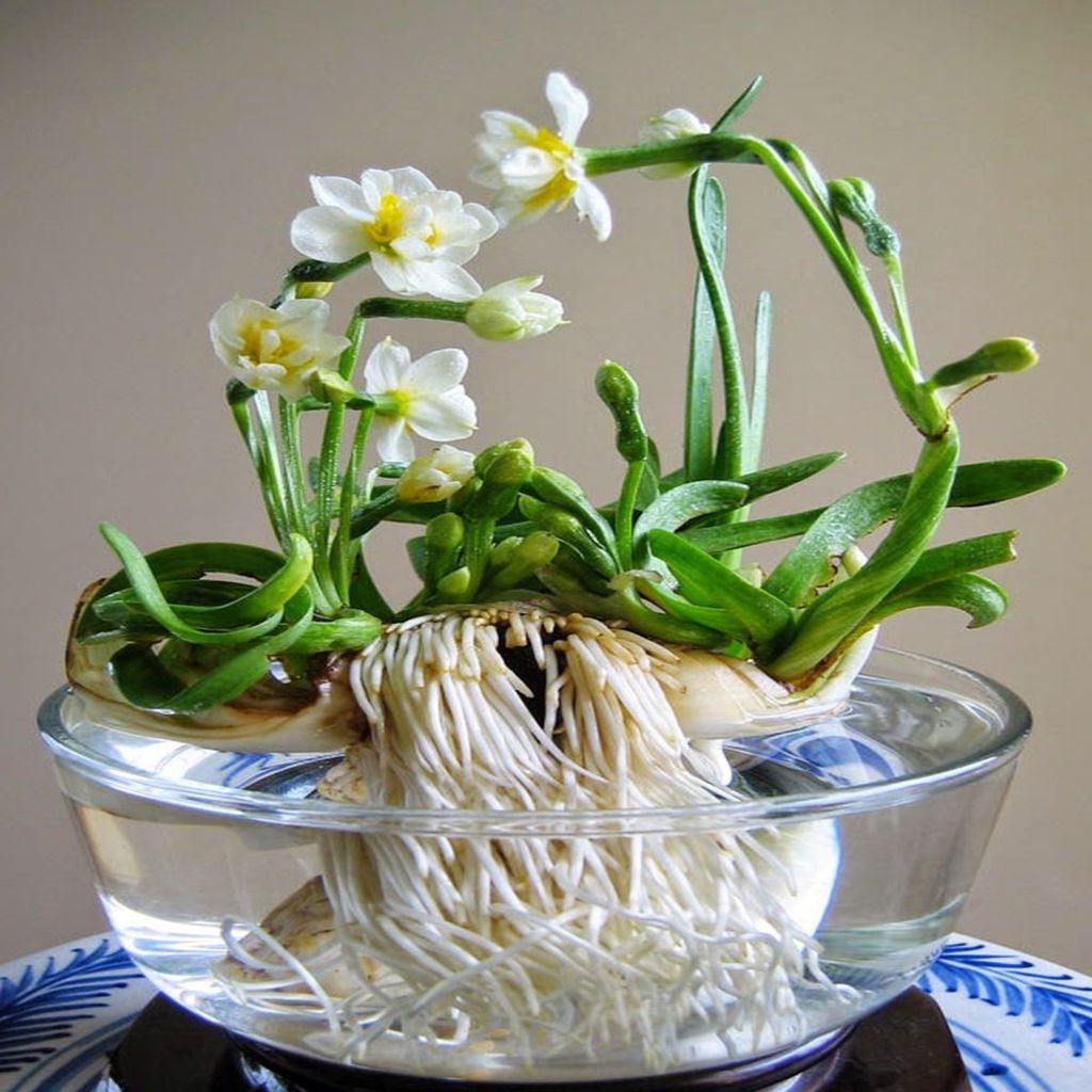 5 Lòai hoa đẹp nguy hiểm không nên trưng ở phòng khách dịp Tết - Ảnh 5.