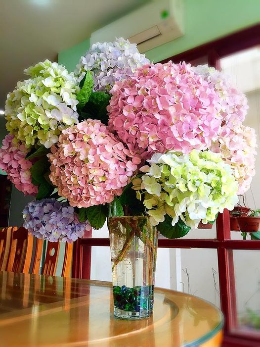 5 Lòai hoa đẹp nguy hiểm không nên trưng ở phòng khách dịp Tết - Ảnh 3.