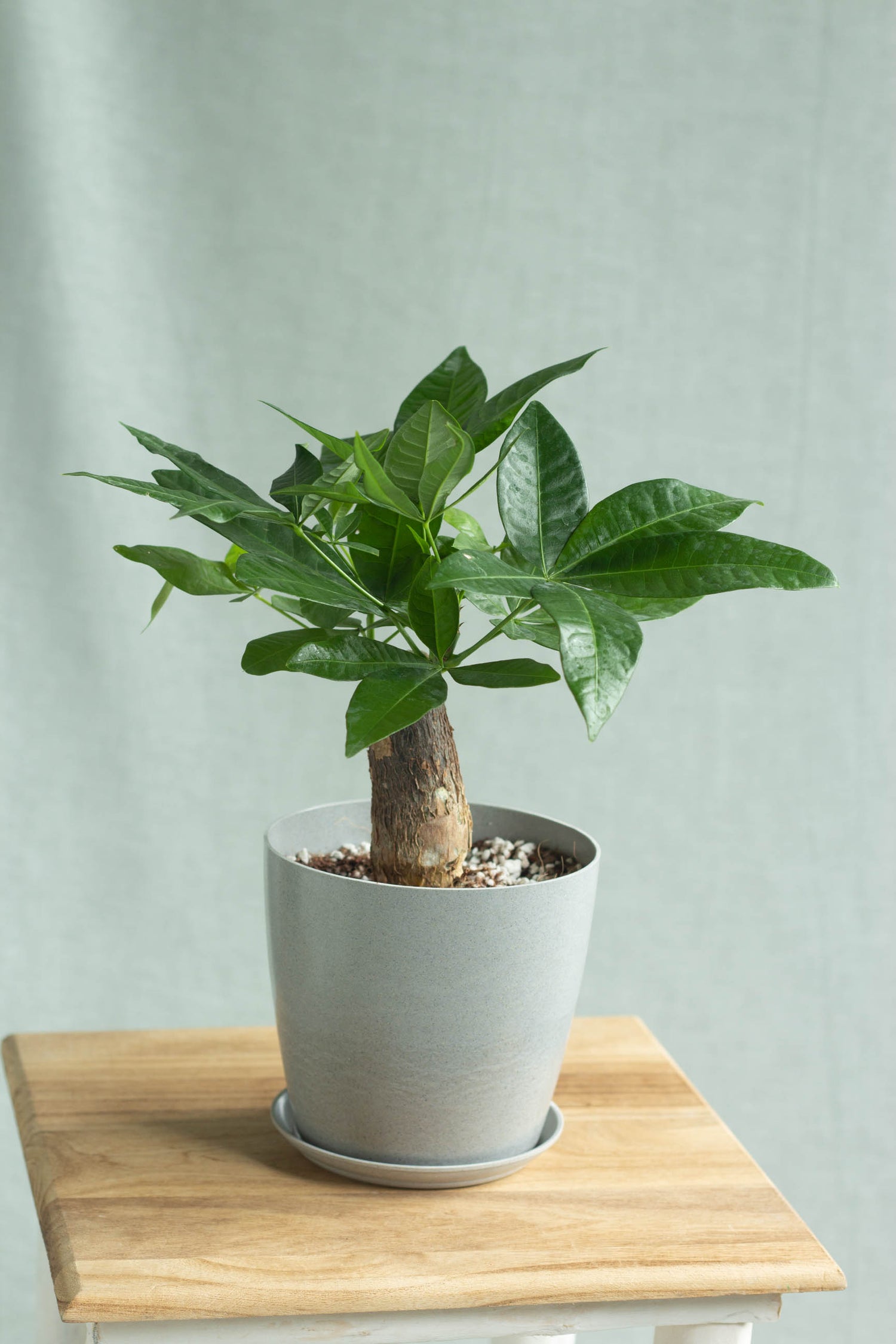 Cây kim ngân - biểu tượng sống xanh và tài lộc cho năm 2026 - Ảnh 3.