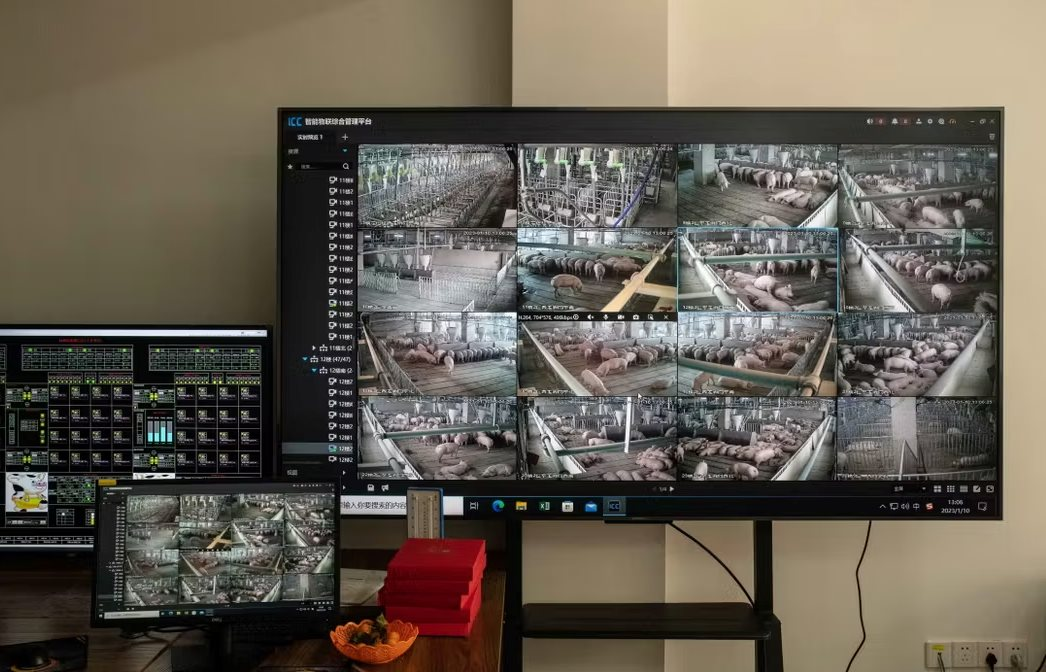 Buồn của nền kinh tế Trung Quốc: Dư cung thịt lợn khiến doanh nghiệp thua lỗ nghiêm trọng - Ảnh 3. Buồn của nền kinh tế Trung Quốc: Dư cung thịt lợn khiến doanh nghiệp thua lỗ nghiêm trọng - Ảnh 3.