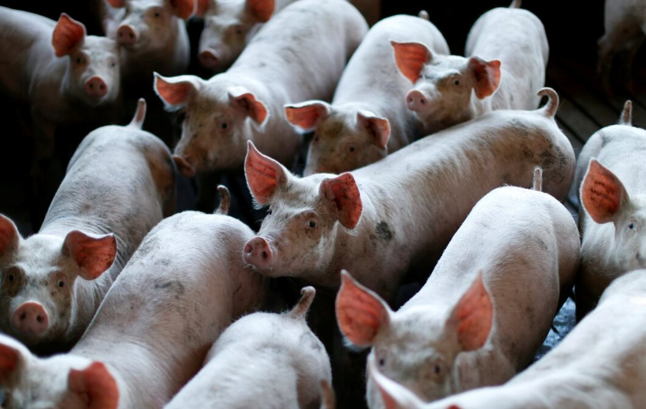 Buồn của nền kinh tế Trung Quốc: Dư cung thịt lợn khiến doanh nghiệp thua lỗ nghiêm trọng - Ảnh 1. Buồn của nền kinh tế Trung Quốc: Dư cung thịt lợn khiến doanh nghiệp thua lỗ nghiêm trọng - Ảnh 1.