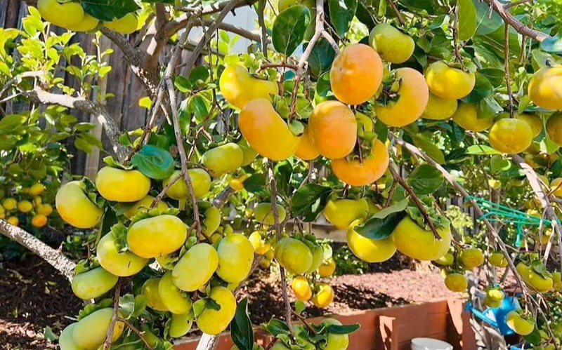 Trồng lựu hướng Đông để hốt vàng và hồng hướng Tây để hốt bạc trong phong thủy - Ảnh 2. Trồng lựu hướng Đông để hốt vàng và hồng hướng Tây để hốt bạc trong phong thủy - Ảnh 2.