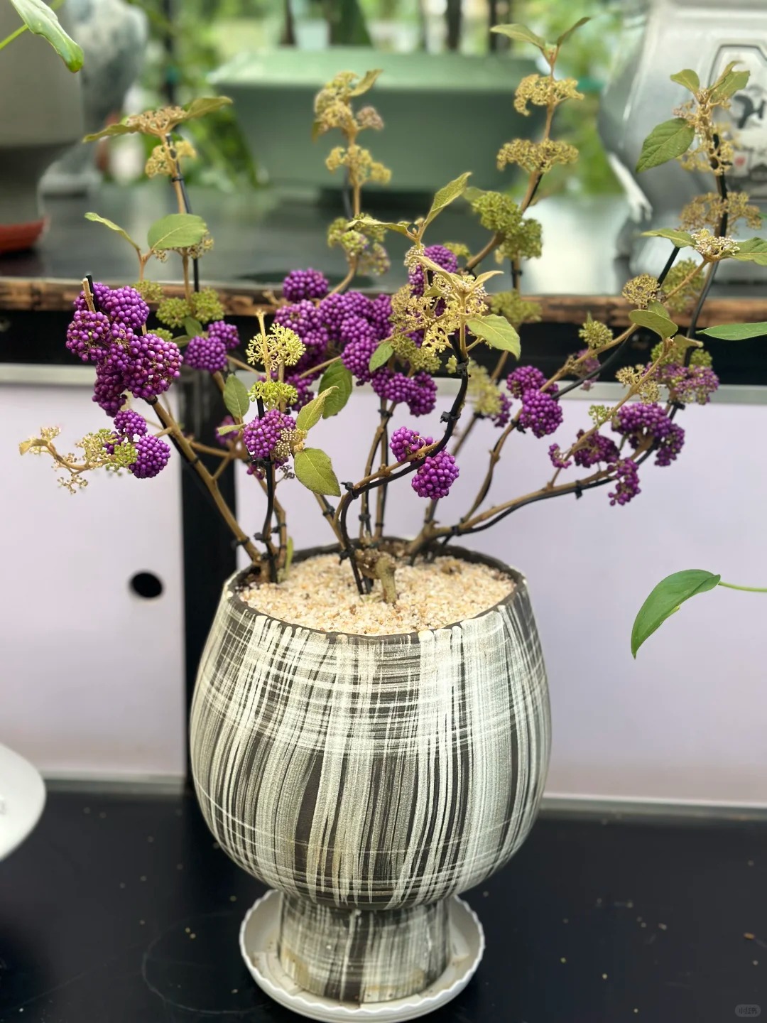 Cây cảnh Tết: Chuỗi ngọc tím mang tài lộc và sức sống mới cho ngôi nhà bạn - Ảnh 17. Cây cảnh Tết: Chuỗi ngọc tím mang tài lộc và sức sống mới cho ngôi nhà bạn - Ảnh 17.