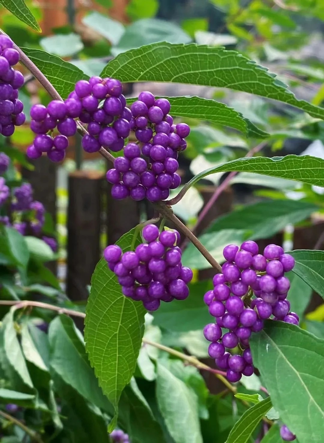 Cây cảnh Tết: Chuỗi ngọc tím mang tài lộc và sức sống mới cho ngôi nhà bạn - Ảnh 7. Cây cảnh Tết: Chuỗi ngọc tím mang tài lộc và sức sống mới cho ngôi nhà bạn - Ảnh 7.