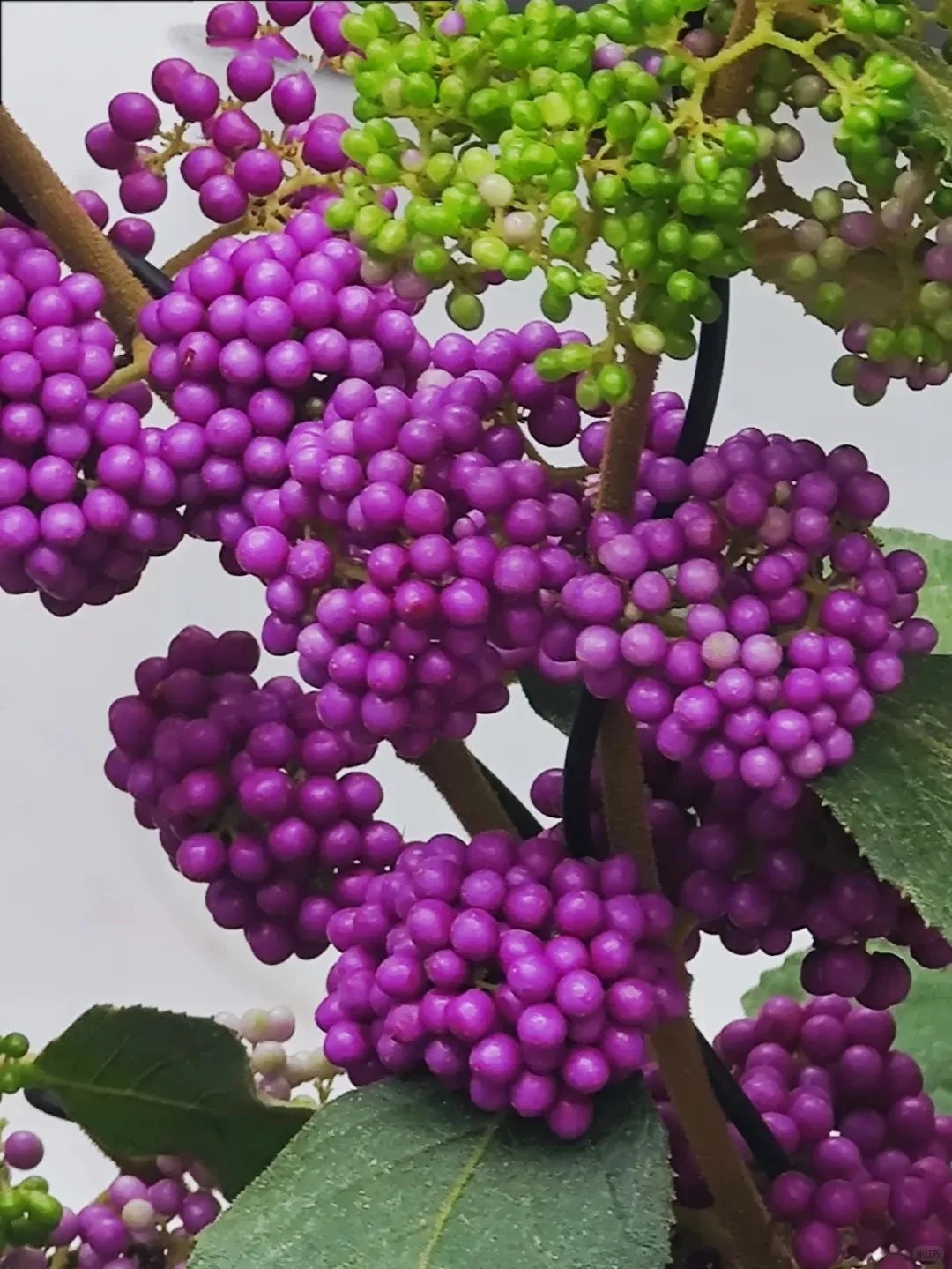 Cây cảnh Tết: Chuỗi ngọc tím mang tài lộc và sức sống mới cho ngôi nhà bạn - Ảnh 6. Cây cảnh Tết: Chuỗi ngọc tím mang tài lộc và sức sống mới cho ngôi nhà bạn - Ảnh 6.