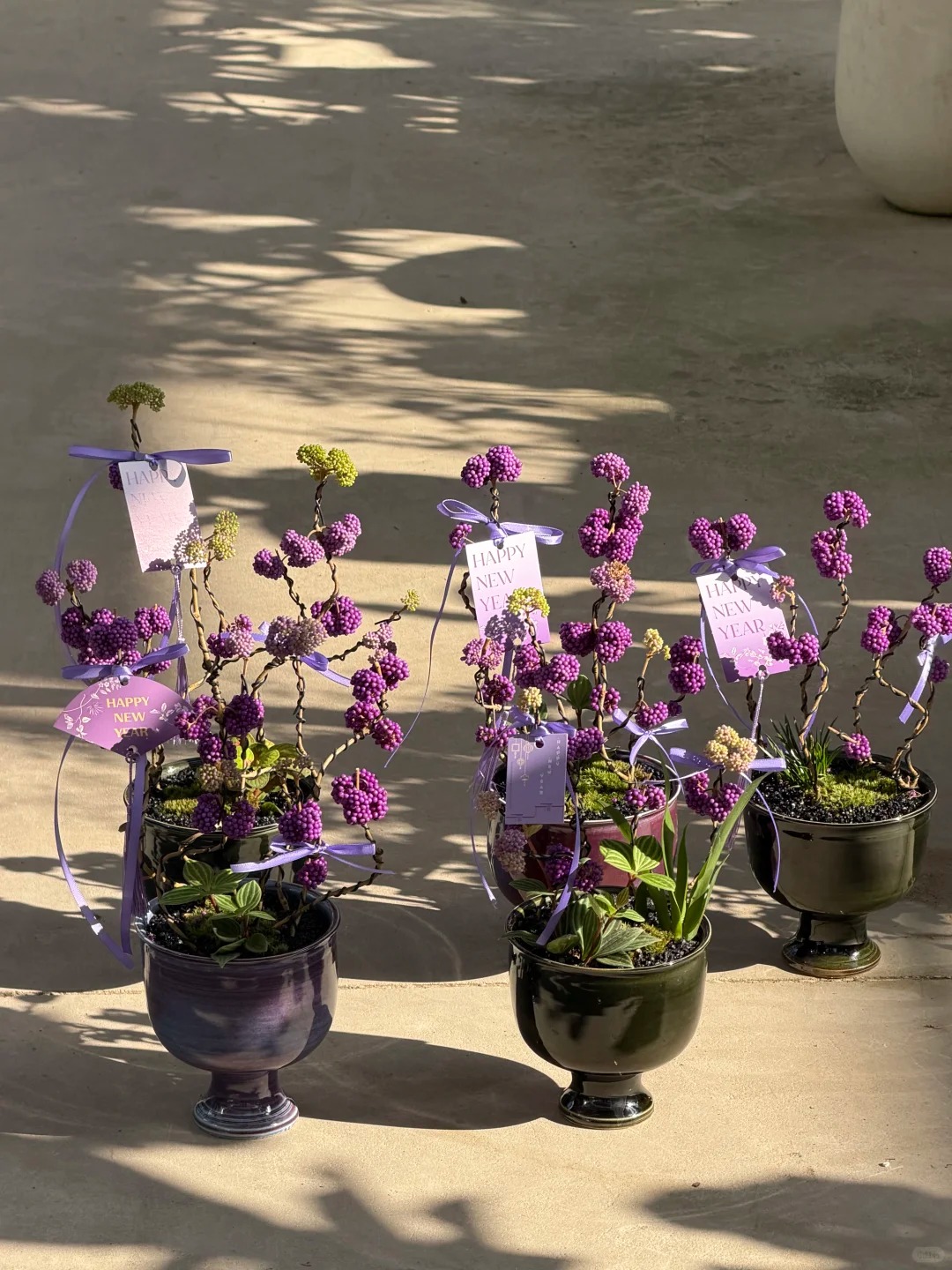 Cây cảnh Tết: Chuỗi ngọc tím mang tài lộc và sức sống mới cho ngôi nhà bạn - Ảnh 25. Cây cảnh Tết: Chuỗi ngọc tím mang tài lộc và sức sống mới cho ngôi nhà bạn - Ảnh 25.