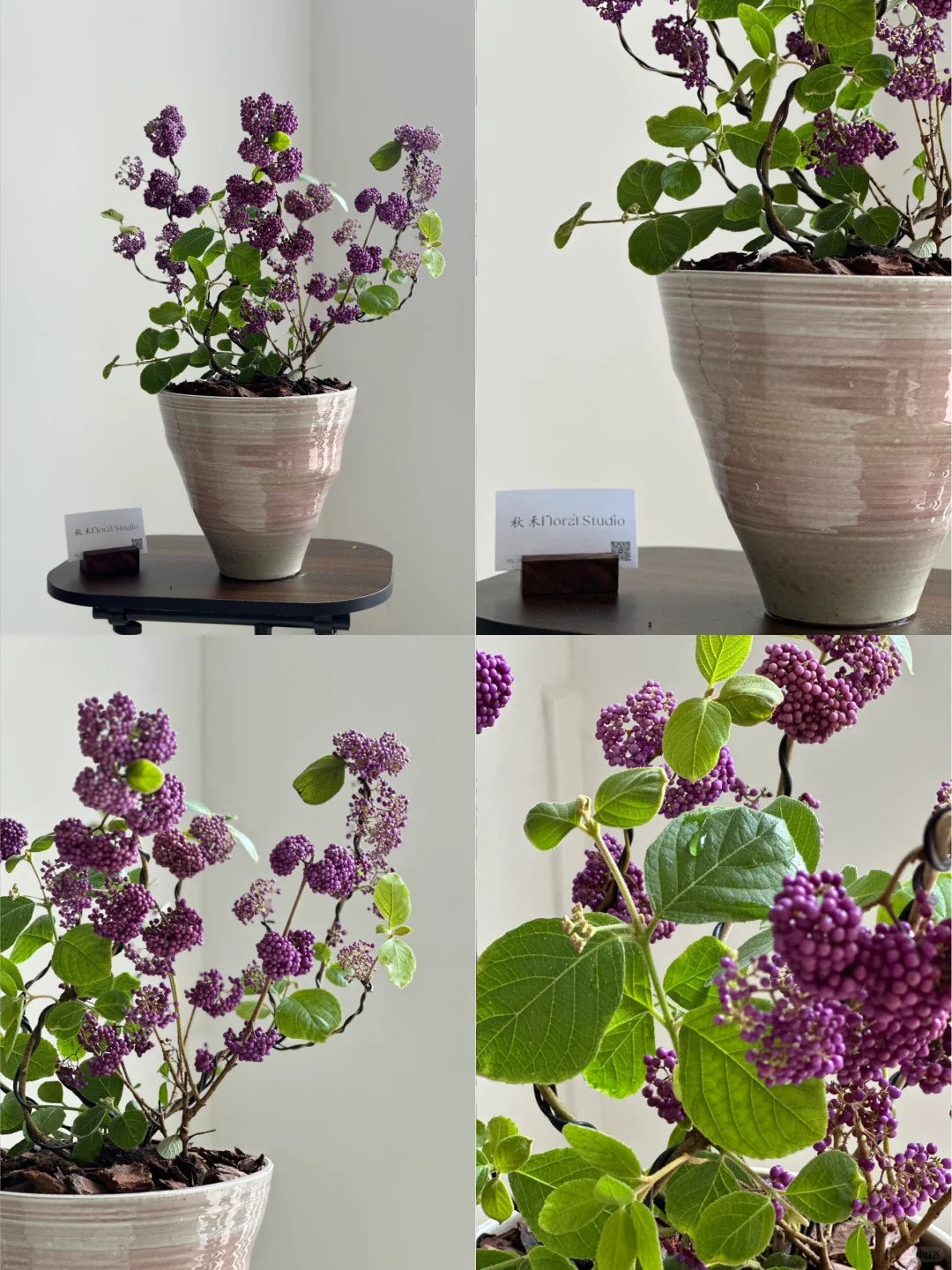 Cây cảnh Tết: Chuỗi ngọc tím mang tài lộc và sức sống mới cho ngôi nhà bạn - Ảnh 23. Cây cảnh Tết: Chuỗi ngọc tím mang tài lộc và sức sống mới cho ngôi nhà bạn - Ảnh 23.