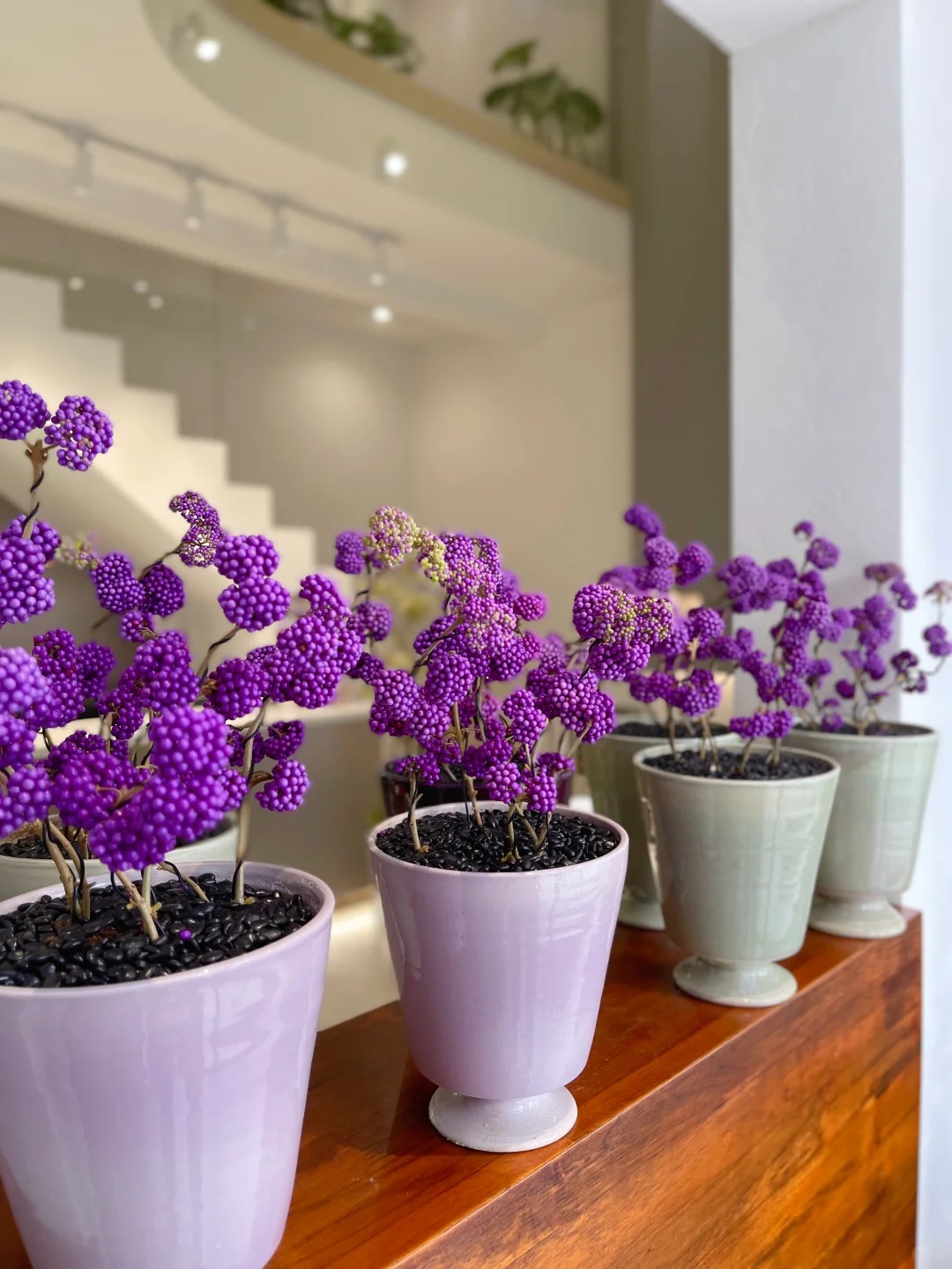 Cây cảnh Tết: Chuỗi ngọc tím mang tài lộc và sức sống mới cho ngôi nhà bạn - Ảnh 21. Cây cảnh Tết: Chuỗi ngọc tím mang tài lộc và sức sống mới cho ngôi nhà bạn - Ảnh 21.
