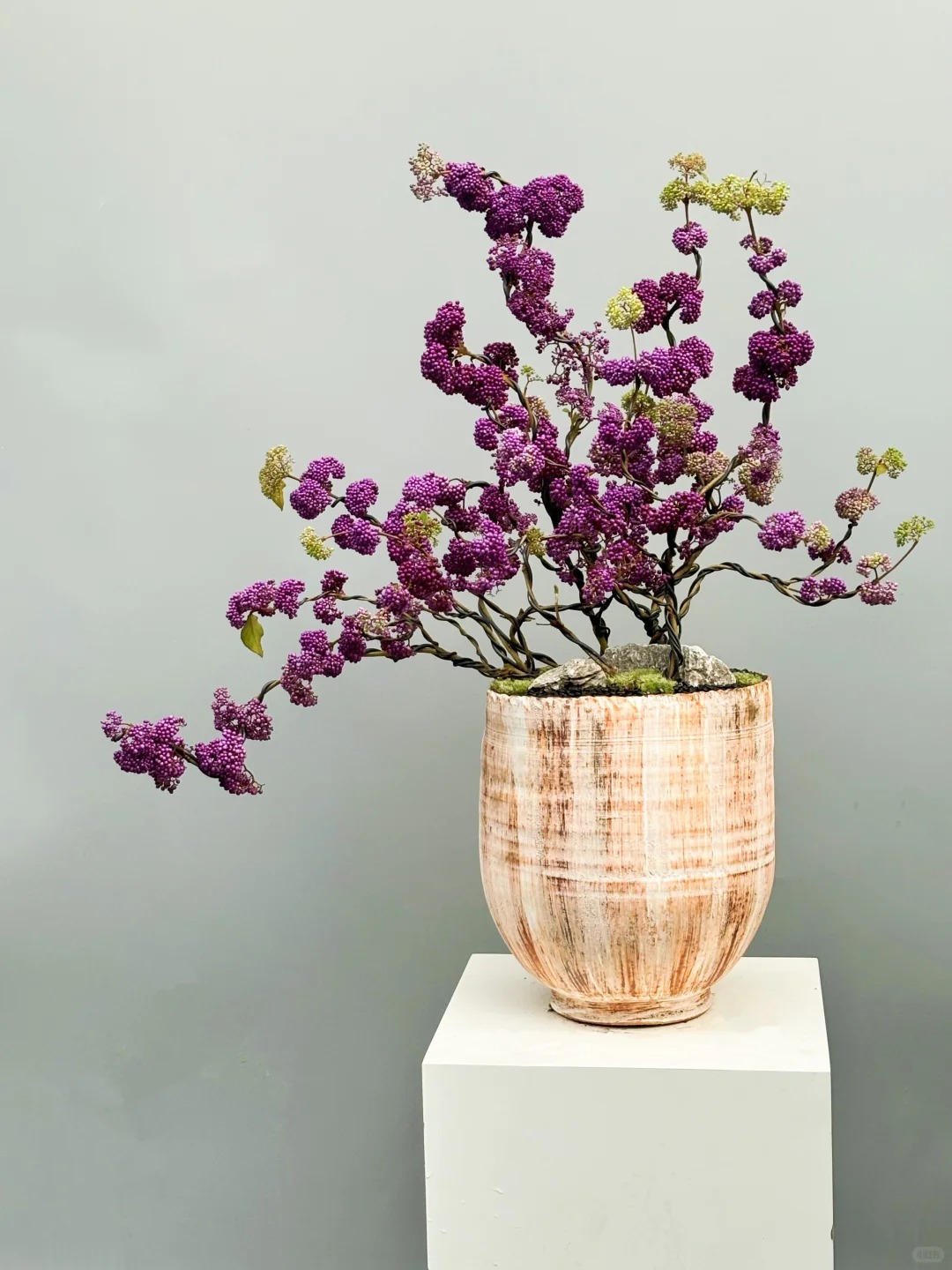 Cây cảnh Tết: Chuỗi ngọc tím mang tài lộc và sức sống mới cho ngôi nhà bạn - Ảnh 22. Cây cảnh Tết: Chuỗi ngọc tím mang tài lộc và sức sống mới cho ngôi nhà bạn - Ảnh 22.