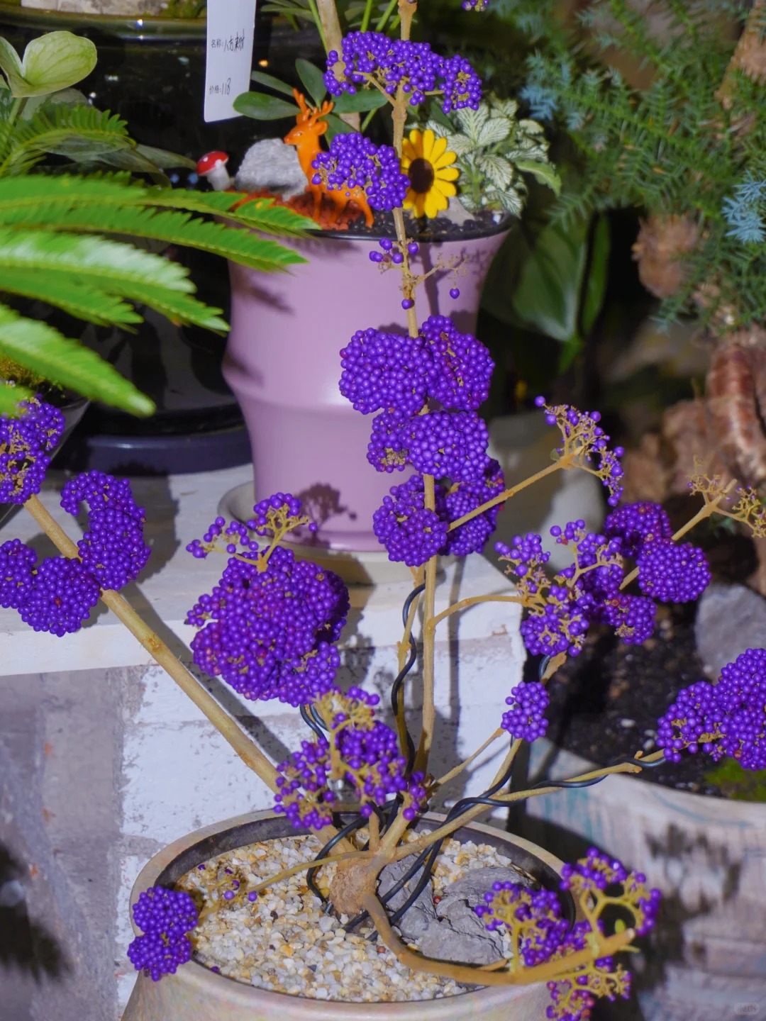 Cây cảnh Tết: Chuỗi ngọc tím mang tài lộc và sức sống mới cho ngôi nhà bạn - Ảnh 5. Cây cảnh Tết: Chuỗi ngọc tím mang tài lộc và sức sống mới cho ngôi nhà bạn - Ảnh 5.