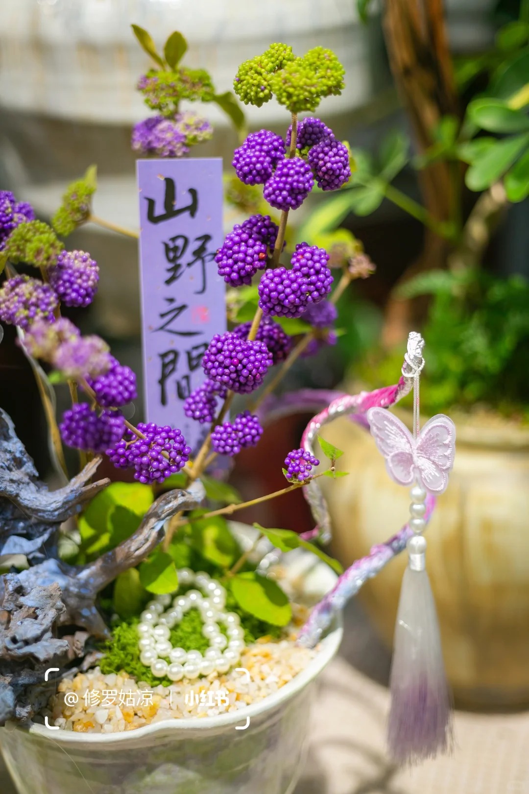 Cây cảnh Tết: Chuỗi ngọc tím mang tài lộc và sức sống mới cho ngôi nhà bạn - Ảnh 13. Cây cảnh Tết: Chuỗi ngọc tím mang tài lộc và sức sống mới cho ngôi nhà bạn - Ảnh 13.