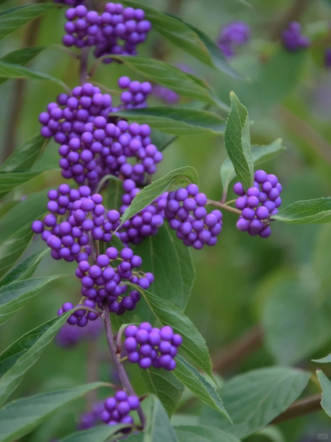 Cây cảnh Tết: Chuỗi ngọc tím mang tài lộc và sức sống mới cho ngôi nhà bạn - Ảnh 4. Cây cảnh Tết: Chuỗi ngọc tím mang tài lộc và sức sống mới cho ngôi nhà bạn - Ảnh 4.