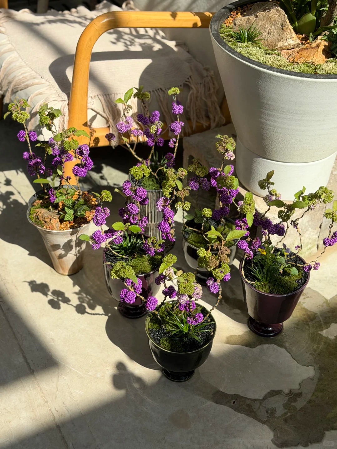 Cây cảnh Tết: Chuỗi ngọc tím mang tài lộc và sức sống mới cho ngôi nhà bạn - Ảnh 8. Cây cảnh Tết: Chuỗi ngọc tím mang tài lộc và sức sống mới cho ngôi nhà bạn - Ảnh 8.