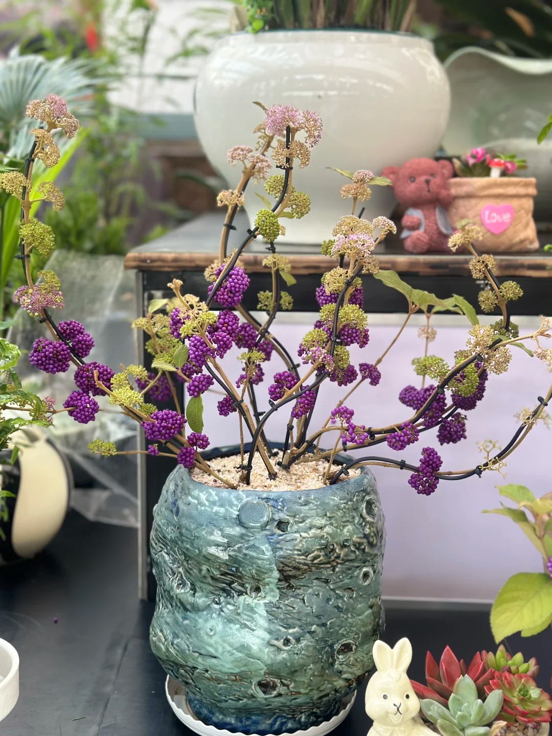 Cây cảnh Tết: Chuỗi ngọc tím mang tài lộc và sức sống mới cho ngôi nhà bạn - Ảnh 19. Cây cảnh Tết: Chuỗi ngọc tím mang tài lộc và sức sống mới cho ngôi nhà bạn - Ảnh 19.