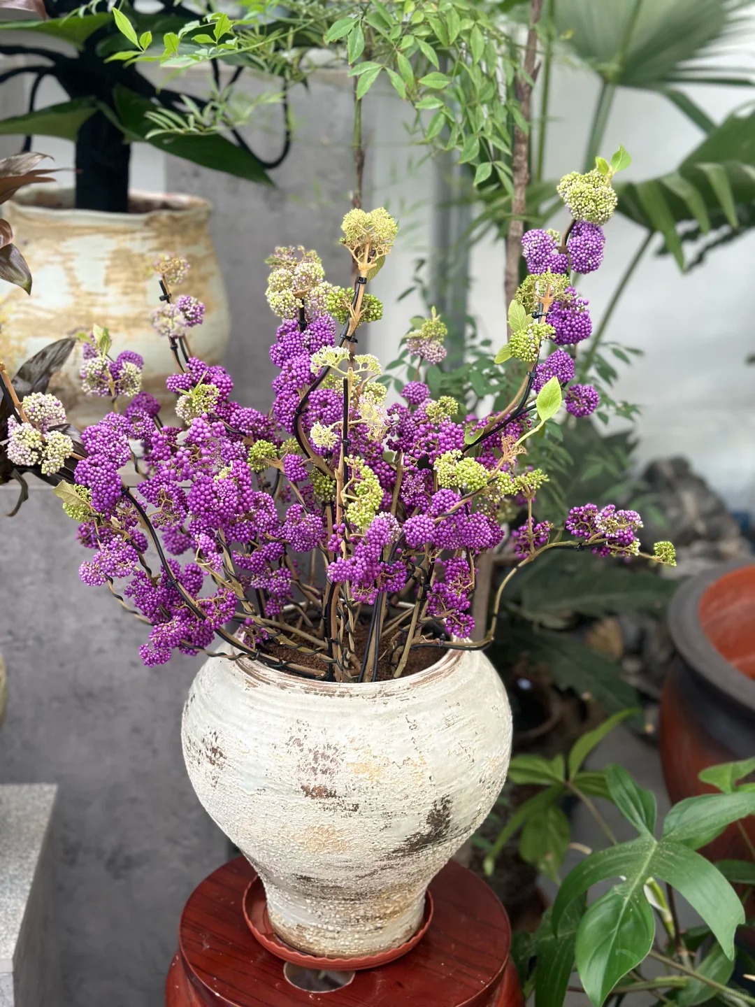 Cây cảnh Tết: Chuỗi ngọc tím mang tài lộc và sức sống mới cho ngôi nhà bạn - Ảnh 18. Cây cảnh Tết: Chuỗi ngọc tím mang tài lộc và sức sống mới cho ngôi nhà bạn - Ảnh 18.