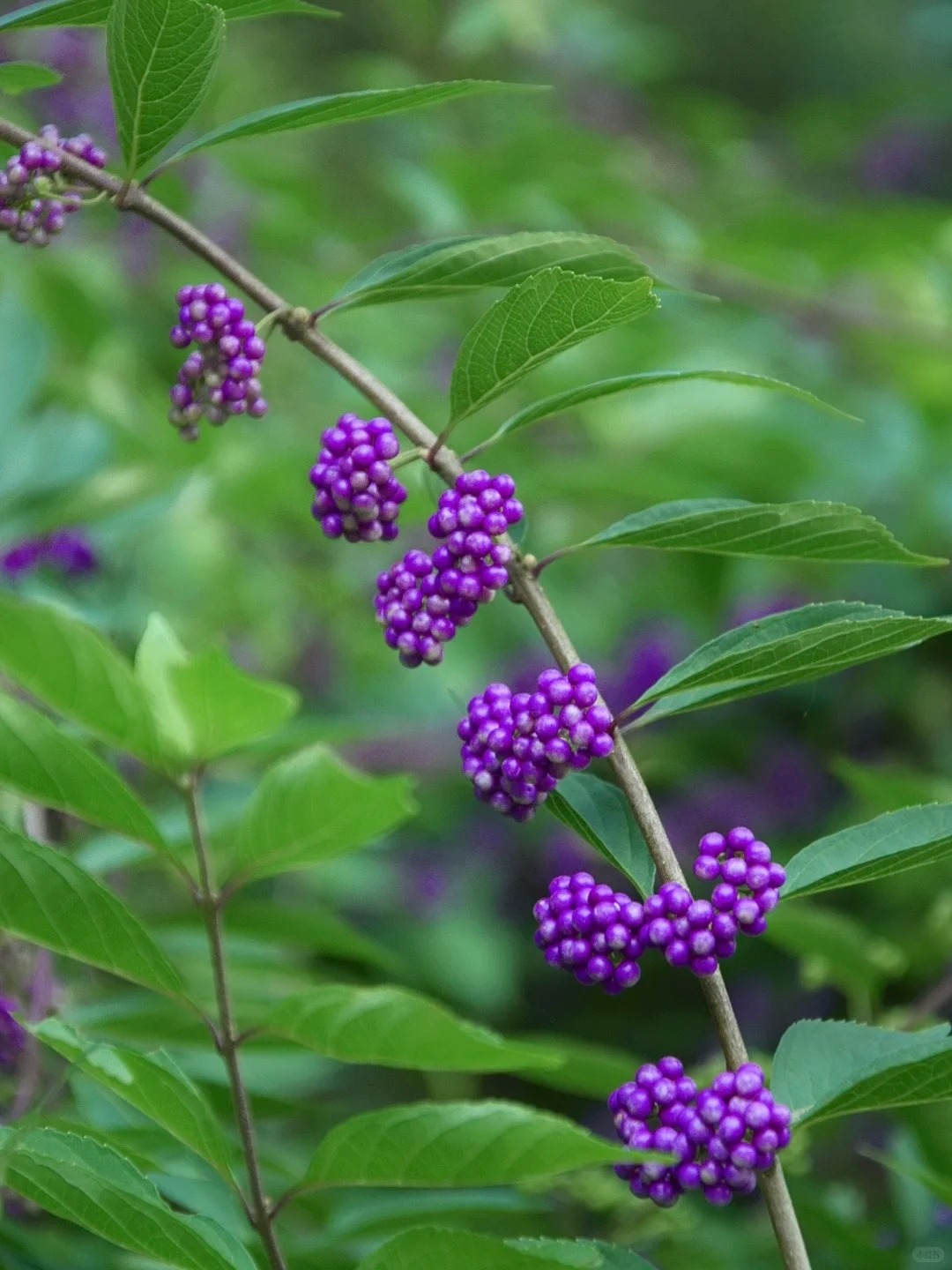 Cây cảnh Tết: Chuỗi ngọc tím mang tài lộc và sức sống mới cho ngôi nhà bạn - Ảnh 2. Cây cảnh Tết: Chuỗi ngọc tím mang tài lộc và sức sống mới cho ngôi nhà bạn - Ảnh 2.