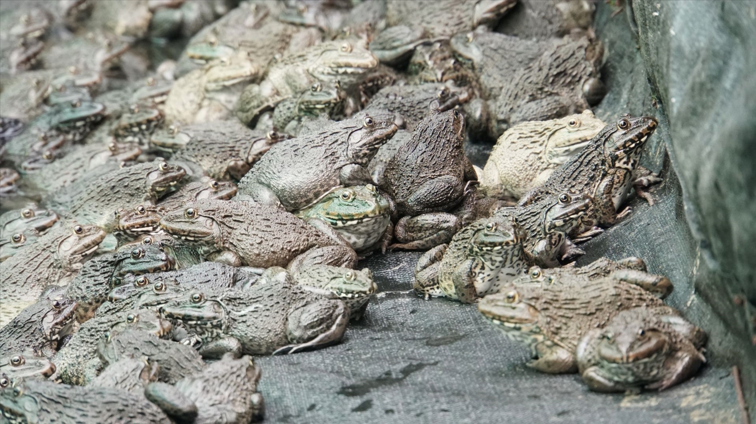 Khả năng dự báo thiên tai của 6 lòai vật kỳ lạ mà bạn chưa biết đến - Ảnh 6.