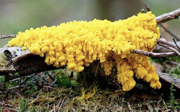 Quái vật Blob kỳ lạ và trí thông minh sinh học không ngờ đến của Nó - Ảnh 1.