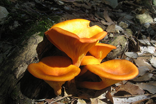 4 Thực phẩm chứa ký sinh trùng và cách phòng tránh ký sinh trùng hiệu quả - Ảnh 4. 4 Thực phẩm chứa ký sinh trùng và cách phòng tránh ký sinh trùng hiệu quả - Ảnh 4.