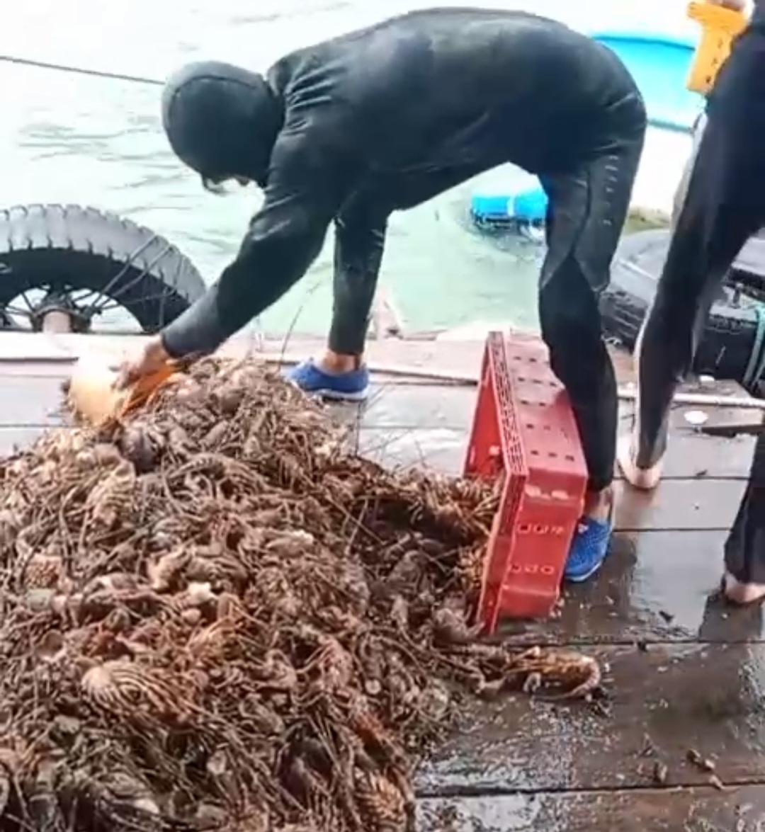 Tôm hùm chết hàng loạt do mưa lũ , người nuôi lâm vào cảnh trắng tay - Ảnh 2. Tôm hùm chết hàng loạt do mưa lũ , người nuôi lâm vào cảnh trắng tay - Ảnh 2.