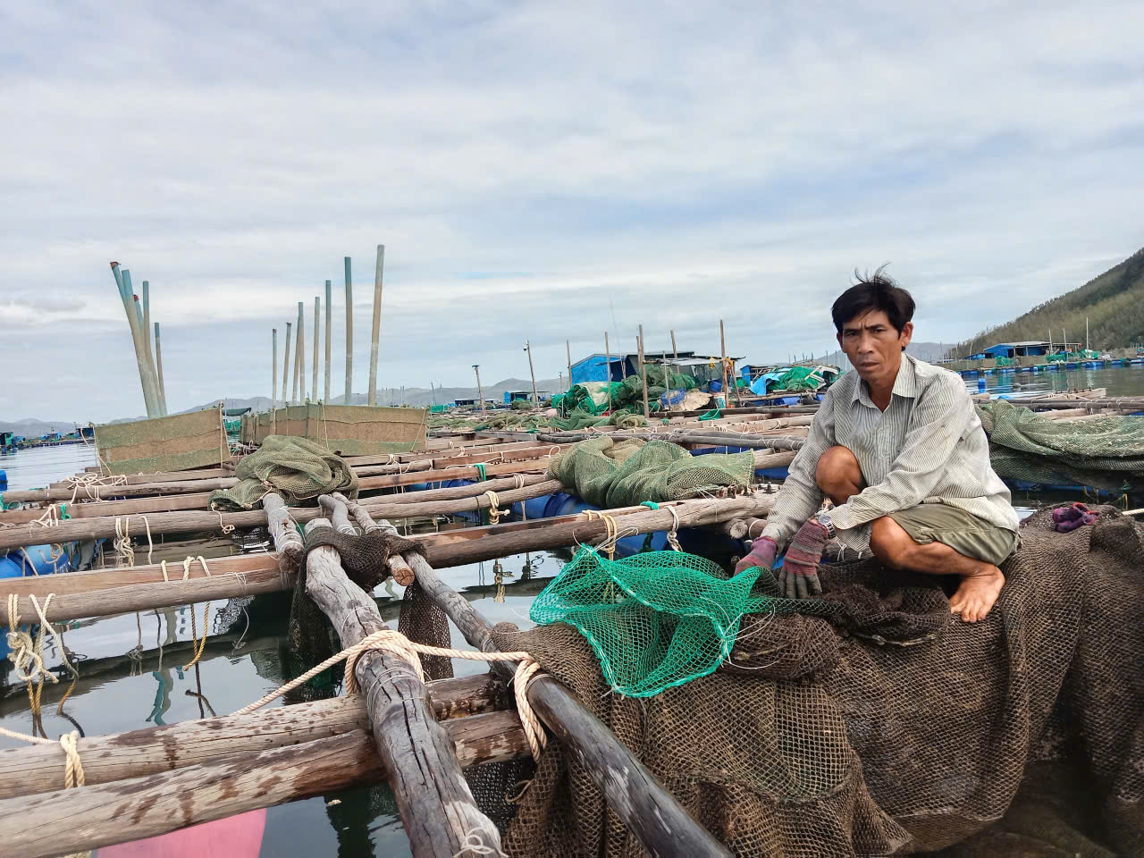 Tôm hùm chết hàng loạt do mưa lũ , người nuôi lâm vào cảnh trắng tay - Ảnh 3. Tôm hùm chết hàng loạt do mưa lũ , người nuôi lâm vào cảnh trắng tay - Ảnh 3.