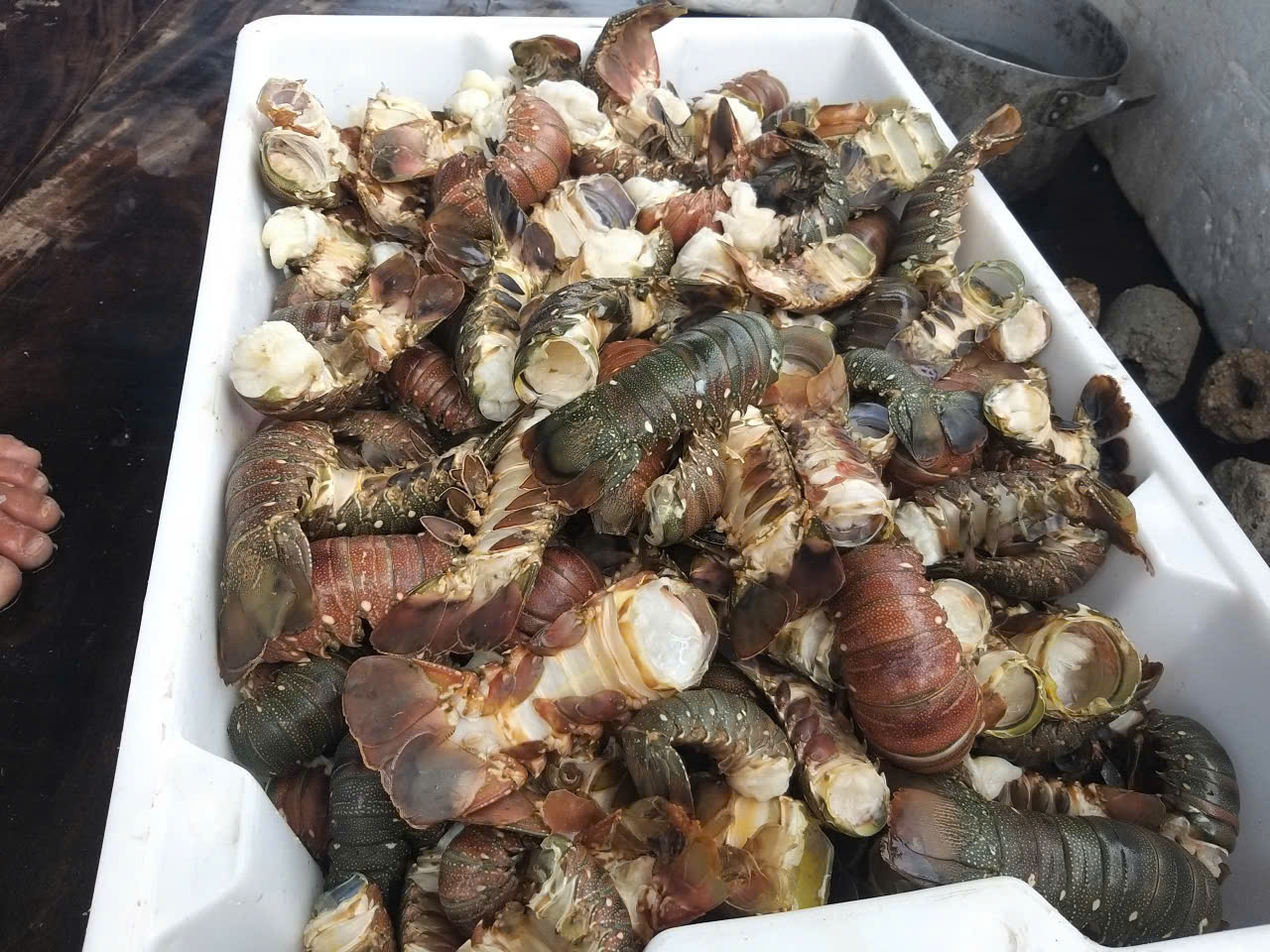 Tôm hùm chết hàng loạt do mưa lũ , người nuôi lâm vào cảnh trắng tay - Ảnh 1. Tôm hùm chết hàng loạt do mưa lũ , người nuôi lâm vào cảnh trắng tay - Ảnh 1.