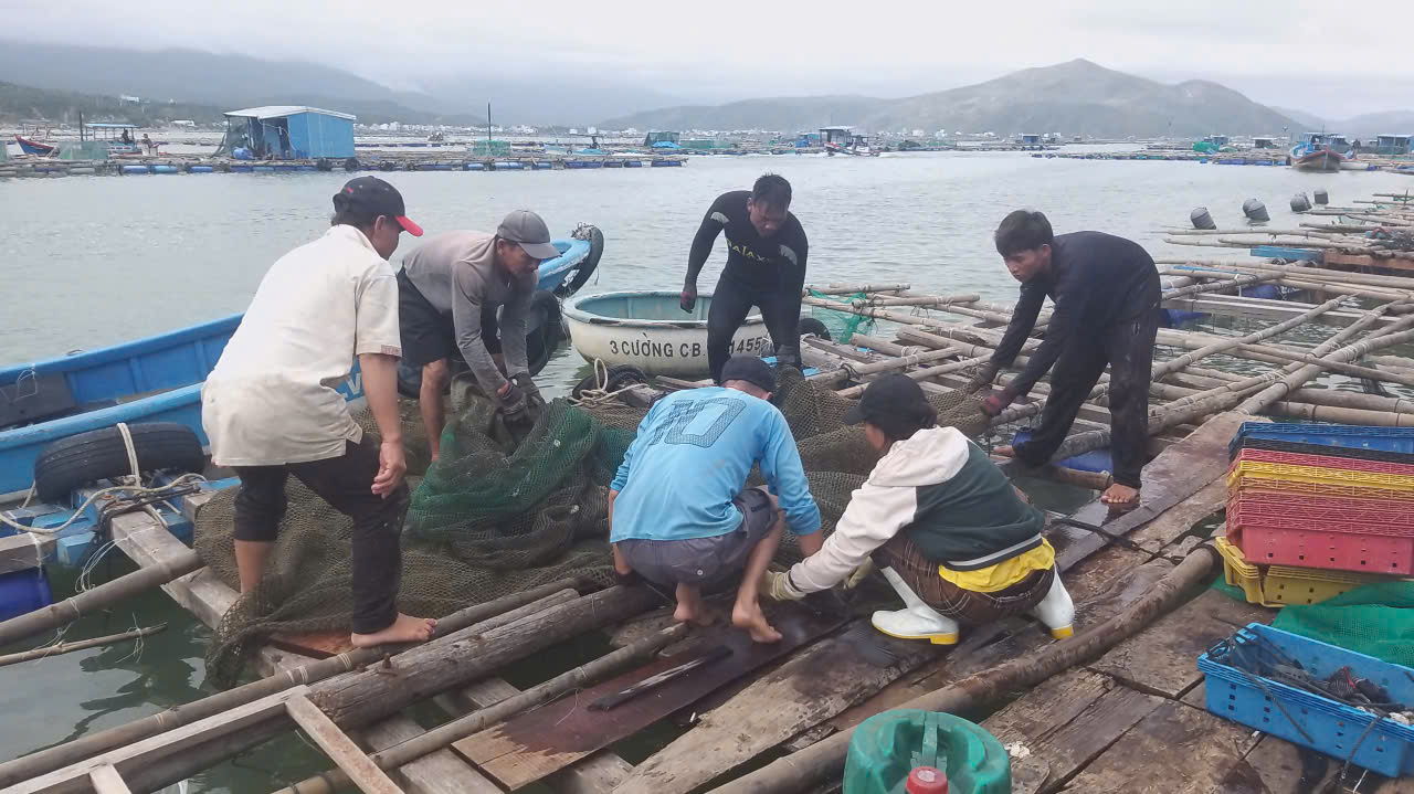 Tôm hùm chết hàng loạt do mưa lũ , người nuôi lâm vào cảnh trắng tay - Ảnh 4. Tôm hùm chết hàng loạt do mưa lũ , người nuôi lâm vào cảnh trắng tay - Ảnh 4.