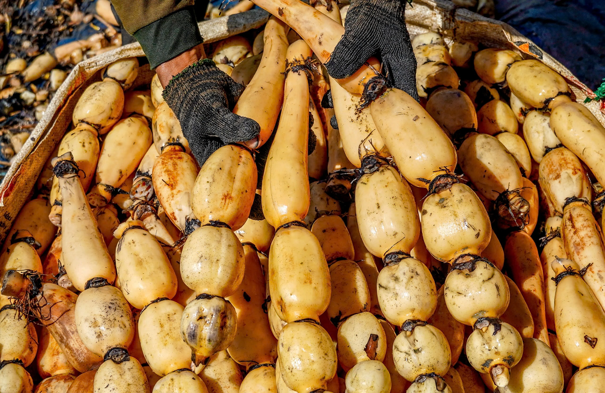 Khám phá 2 lọai củ khoai lang như nhân sâm người nghèo đầy lợi ích sức khỏe - Ảnh 2.