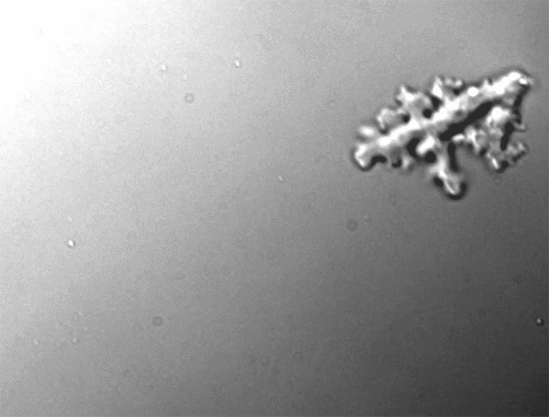 Phát hiện amip mới Incendiamoeba cascadensis có khả năng chịu nhiệt cao kỷ lục - Ảnh 3. Phát hiện amip mới Incendiamoeba cascadensis có khả năng chịu nhiệt cao kỷ lục - Ảnh 3.