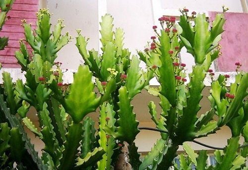 6 Lọai cây không nên trồng cạnh nhà gây nguy hiểm cho gia chủ và tài sản - Ảnh 5. 6 Lọai cây không nên trồng cạnh nhà gây nguy hiểm cho gia chủ và tài sản - Ảnh 5.