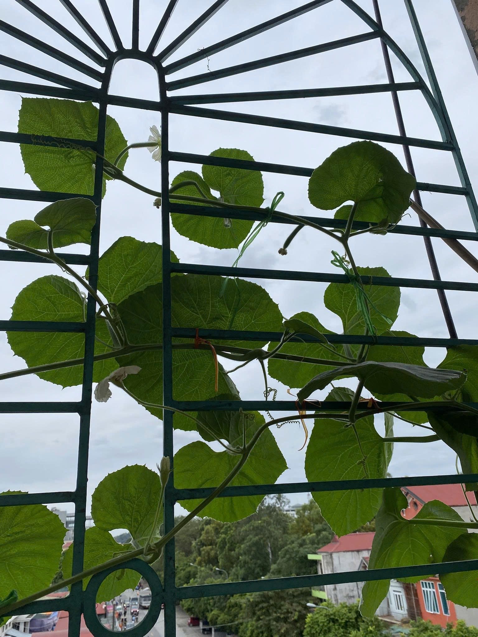 Vợ chồng bán hoa quả Hà Nội tiết kiệm tài chính hiệu quả nhưng có đánh đổi chất lượng sống? - Ảnh 3. Vợ chồng bán hoa quả Hà Nội tiết kiệm tài chính hiệu quả nhưng có đánh đổi chất lượng sống? - Ảnh 3.