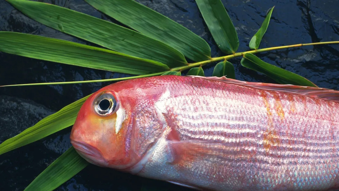 10 Lọai cá chứa thủy ngân trong cá gây hại cho sức khỏe và trí tuệ người Việt - Ảnh 1. 10 Lọai cá chứa thủy ngân trong cá gây hại cho sức khỏe và trí tuệ người Việt - Ảnh 1.