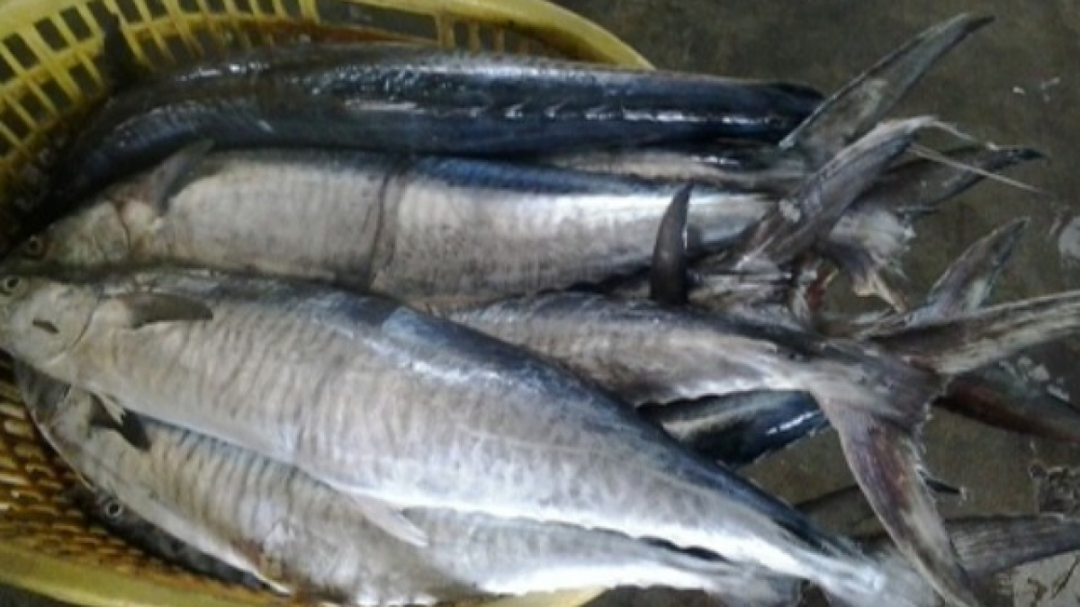 10 Lọai cá chứa thủy ngân trong cá gây hại cho sức khỏe và trí tuệ người Việt - Ảnh 2. 10 Lọai cá chứa thủy ngân trong cá gây hại cho sức khỏe và trí tuệ người Việt - Ảnh 2.