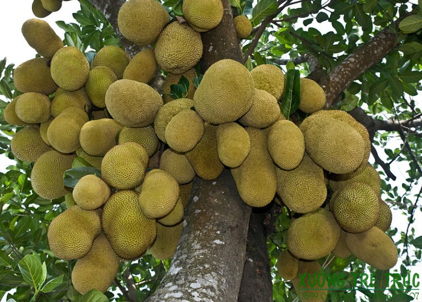 6 Lọai cây không nên trồng cạnh nhà gây nguy hiểm cho gia chủ và tài sản - Ảnh 3. 6 Lọai cây không nên trồng cạnh nhà gây nguy hiểm cho gia chủ và tài sản - Ảnh 3.