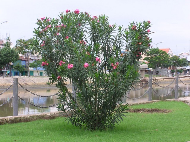 6 Lọai cây không nên trồng cạnh nhà gây nguy hiểm cho gia chủ và tài sản - Ảnh 4. 6 Lọai cây không nên trồng cạnh nhà gây nguy hiểm cho gia chủ và tài sản - Ảnh 4.