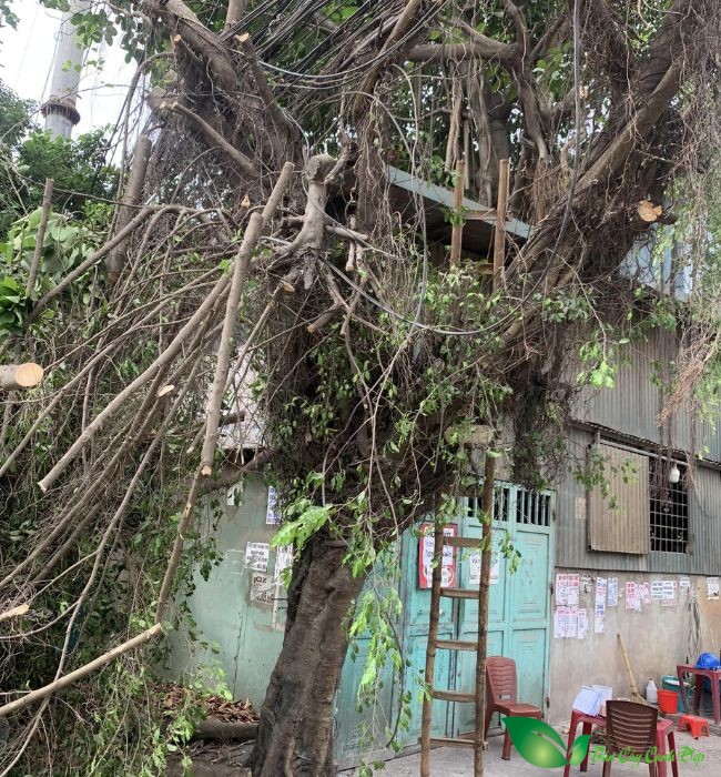 6 Lọai cây không nên trồng cạnh nhà gây nguy hiểm cho gia chủ và tài sản - Ảnh 1. 6 Lọai cây không nên trồng cạnh nhà gây nguy hiểm cho gia chủ và tài sản - Ảnh 1.