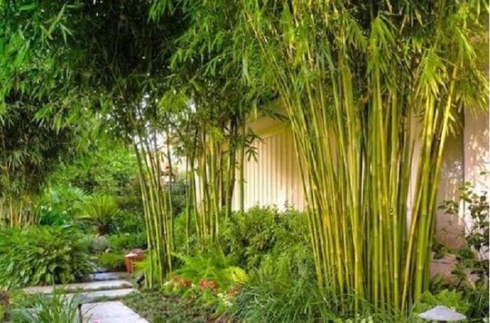 6 Lọai cây không nên trồng cạnh nhà gây nguy hiểm cho gia chủ và tài sản - Ảnh 2. 6 Lọai cây không nên trồng cạnh nhà gây nguy hiểm cho gia chủ và tài sản - Ảnh 2.