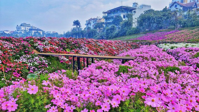 Hàng nghìn m2 đất Thung lũng hoa Hồ Tây được đấu giá cho thuê trên 700 triệu đồng/năm- Ảnh 1.