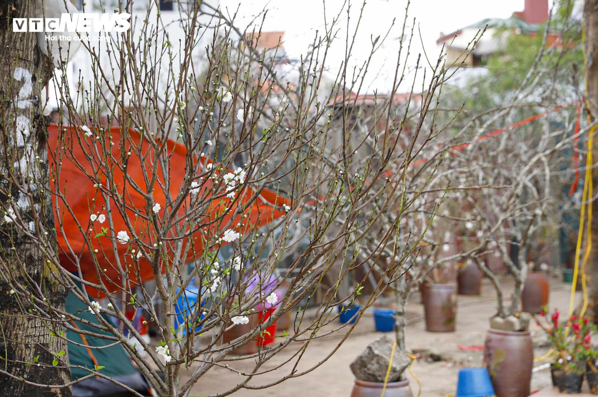 Hết Tết, người Hà Nội vẫn chi tiền triệu mua đào, lê rừng Tây Bắc- Ảnh 11. Hết Tết, người Hà Nội vẫn chi tiền triệu mua đào, lê rừng Tây Bắc- Ảnh 11.