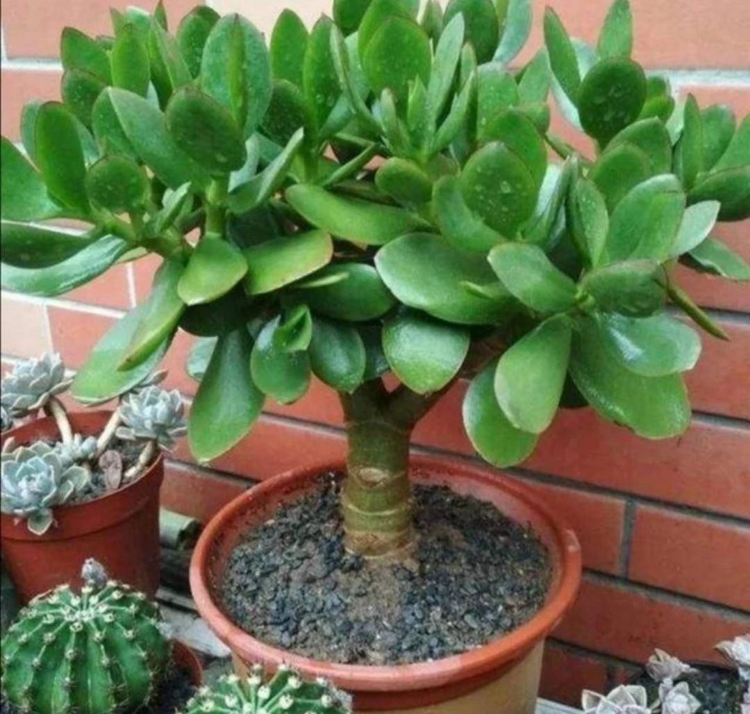 Gia đình bạn không giàu cũng vượng nếu trồng 1 trong 3 loại cây này trong nhà!- Ảnh 2.