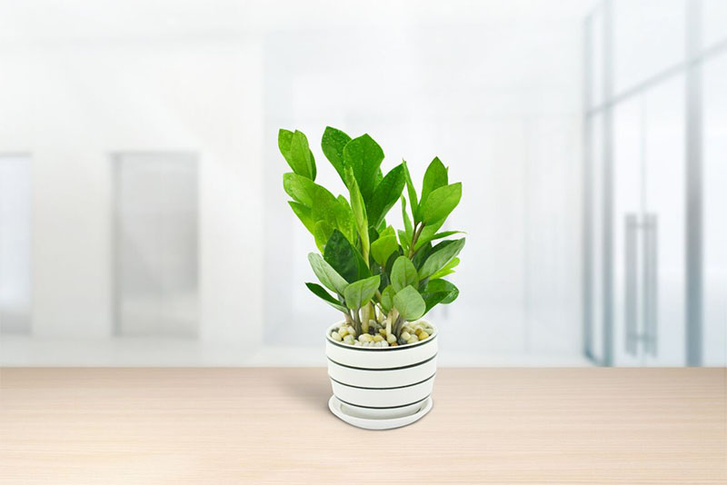 Gia đình bạn không giàu cũng vượng nếu trồng 1 trong 3 loại cây này trong nhà!- Ảnh 1.