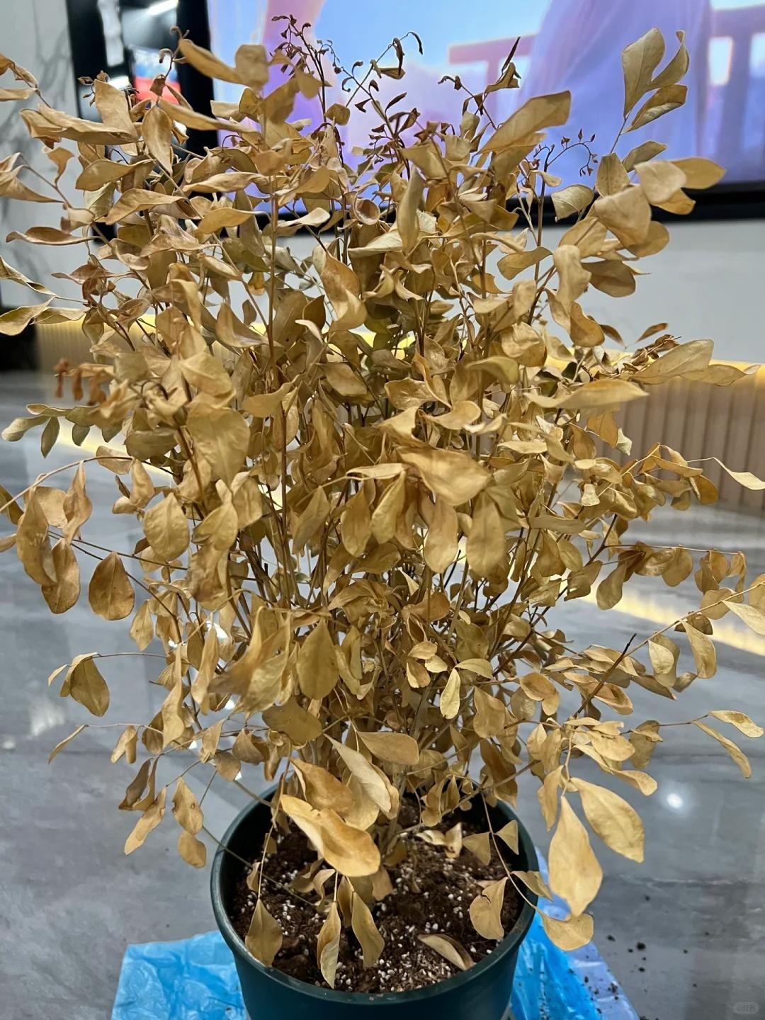 Tôi khuyên bạn nên vứt ngay 6 món trong nhà để tránh Tôi khuyên bạn nên vứt ngay 6 món trong nhà để tránh