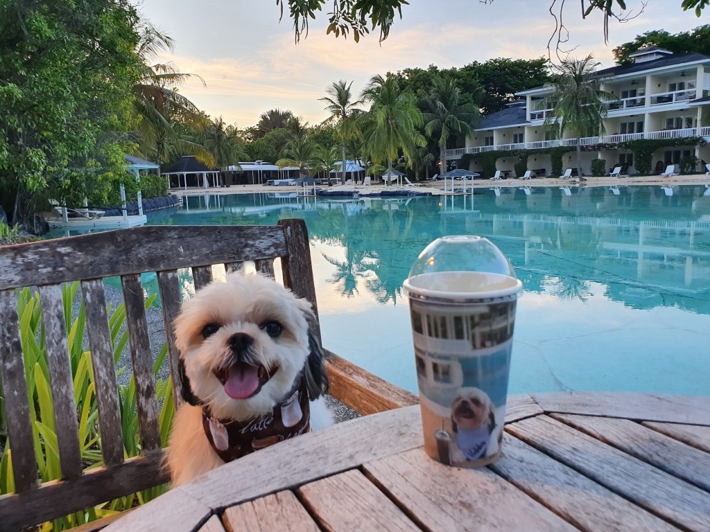 Việt Nam khẳng định vị thế "thiên đường pet-friendly" khi 4 thành phố lọt top 10 điểm đến thân thiện với thú cưng nhất châu Á 2025- Ảnh 3. Việt Nam khẳng định vị thế "thiên đường pet-friendly" khi 4 thành phố lọt top 10 điểm đến thân thiện với thú cưng nhất châu Á 2025- Ảnh 3.
