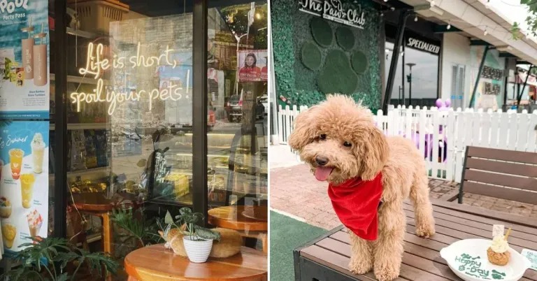 Việt Nam khẳng định vị thế "thiên đường pet-friendly" khi 4 thành phố lọt top 10 điểm đến thân thiện với thú cưng nhất châu Á 2025- Ảnh 11. Việt Nam khẳng định vị thế "thiên đường pet-friendly" khi 4 thành phố lọt top 10 điểm đến thân thiện với thú cưng nhất châu Á 2025- Ảnh 11.