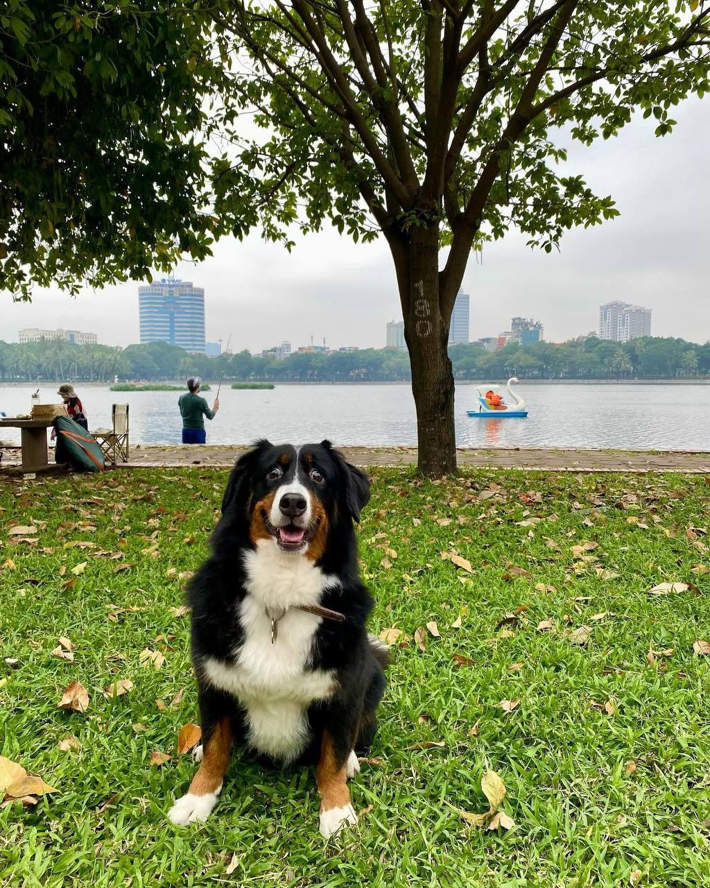 Việt Nam khẳng định vị thế "thiên đường pet-friendly" khi 4 thành phố lọt top 10 điểm đến thân thiện với thú cưng nhất châu Á 2025- Ảnh 4. Việt Nam khẳng định vị thế "thiên đường pet-friendly" khi 4 thành phố lọt top 10 điểm đến thân thiện với thú cưng nhất châu Á 2025- Ảnh 4.